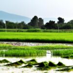 Pioneer Natural Resources