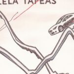 Tesla's influence as a meme stock